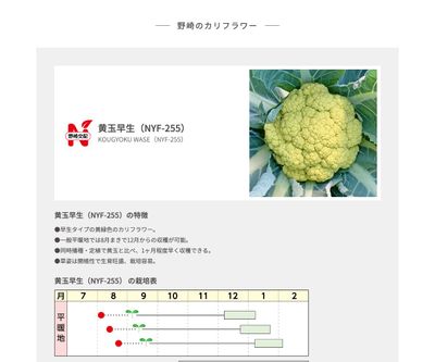 黄玉早生（NYF-255）の画像