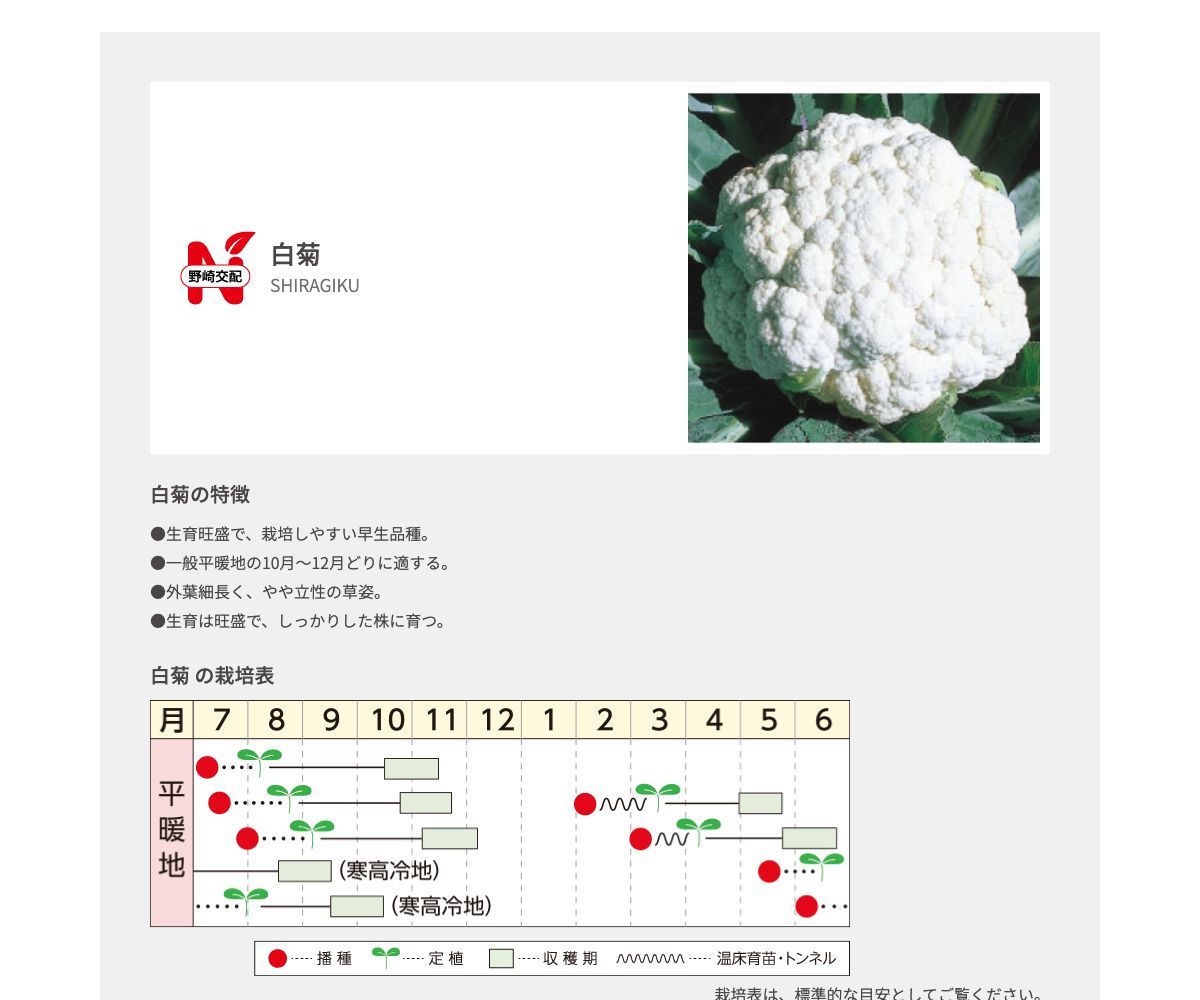 白菊