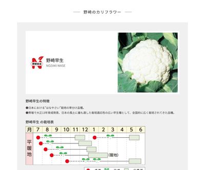 野崎早生の画像