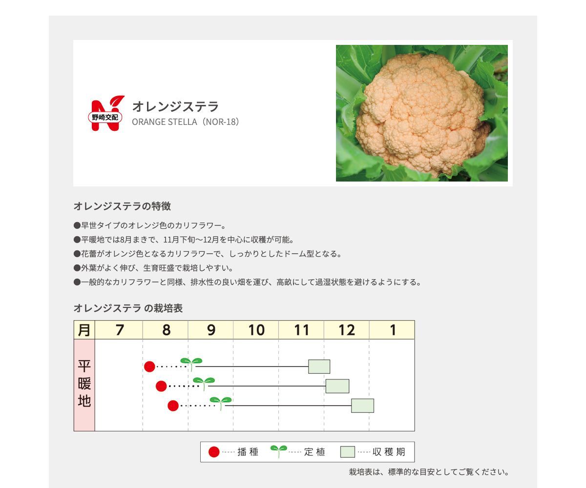 オレンジステラ