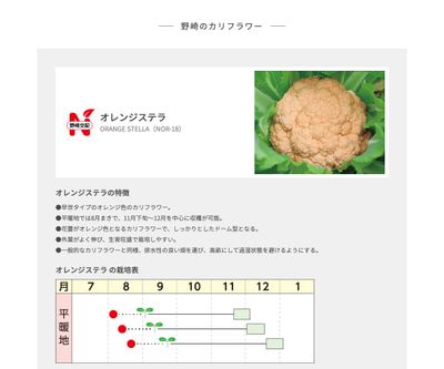 オレンジステラの画像