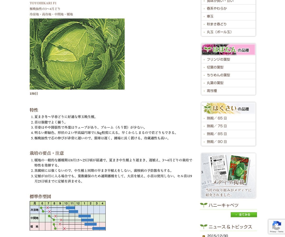 豊光(とよひかり)