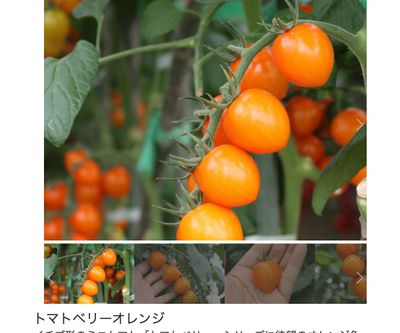 トマトベリーオレンジ