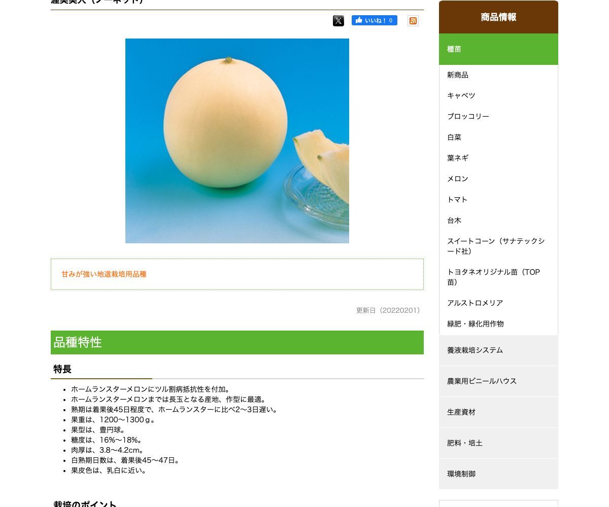 渥美美人