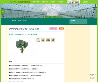 ブラッシュアップ19（MSS-1371）の画像