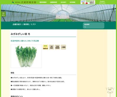 みずみずしい菜 冬の画像