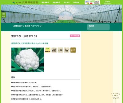 雪まつり（ゆきまつり）の画像