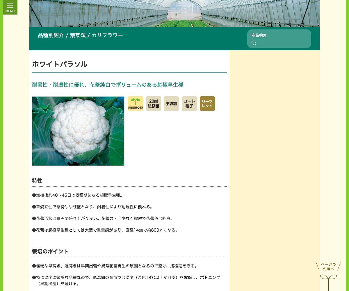 ホワイトパラソル