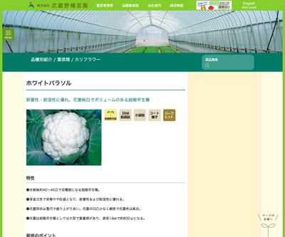 ホワイトパラソルの画像