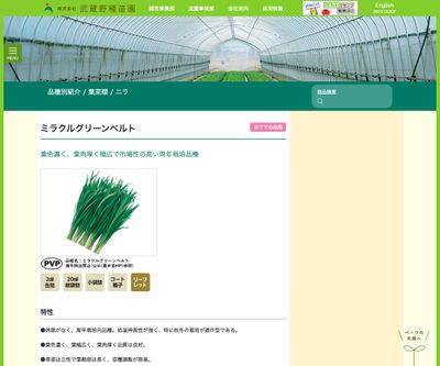 ミラクルグリーンベルトの画像