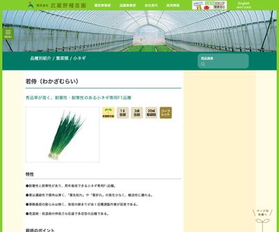 若侍（わかざむらい）の画像