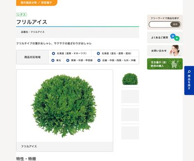 フリルアイスの画像