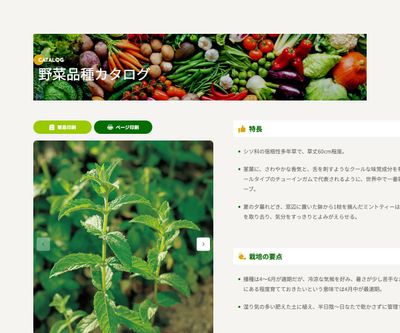 ペパーミントの画像