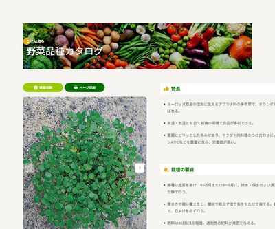 ウォータークレス（クレソン）の画像