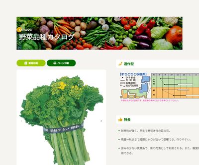 食用 菜の花の画像