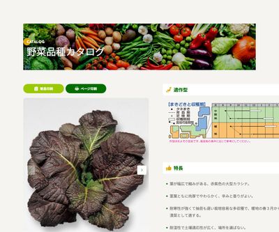 赤大葉高菜の画像