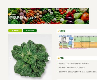 三池大葉縮緬高菜の画像