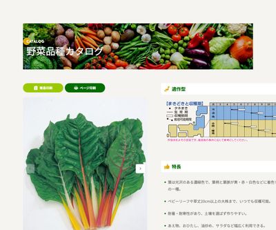 ブライトライト（フダンナ）の画像