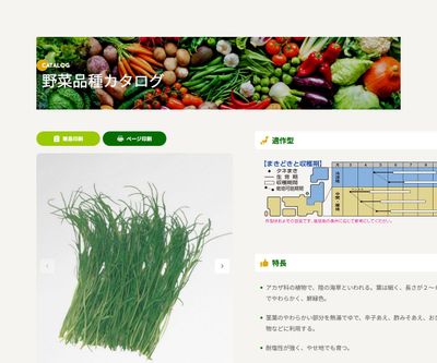 オカヒジキの画像