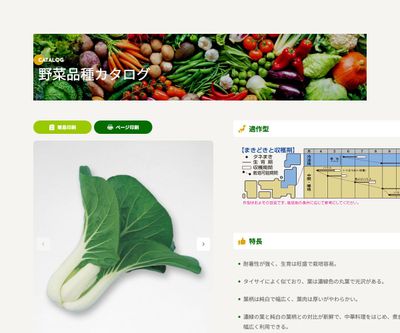 パクチョイの画像