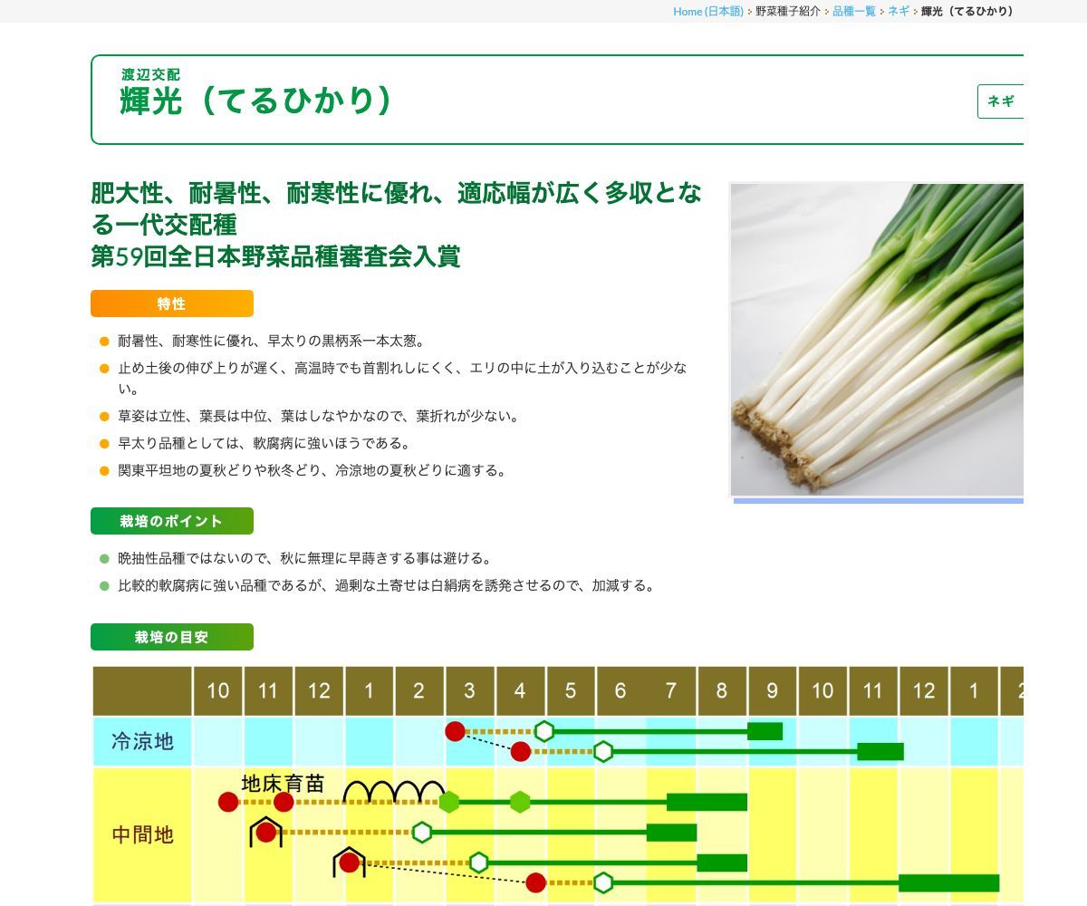 輝光（てるひかり）