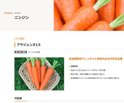アヤジェンヌ１６の画像