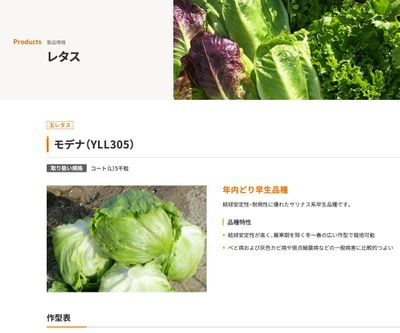 モデナ（YLL305）の画像