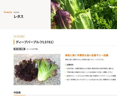 ディープパープル（YLS781）の画像