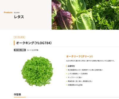 オークキング（YLOG784）の画像