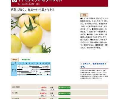 ＴＹミディアイボリートマトの画像