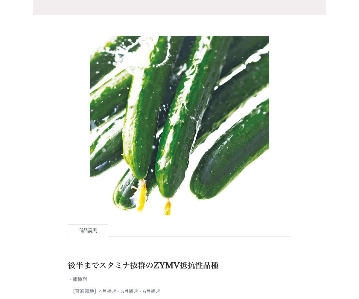 ＺＲサマーレディ