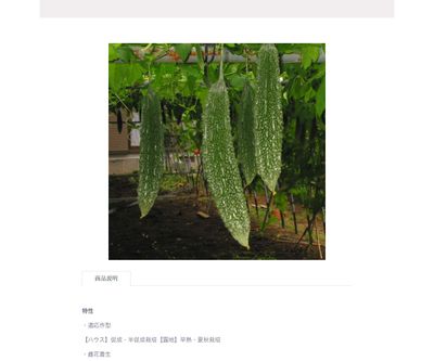 菜園ゴーヤの画像