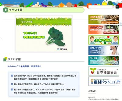 うぐいす菜の画像