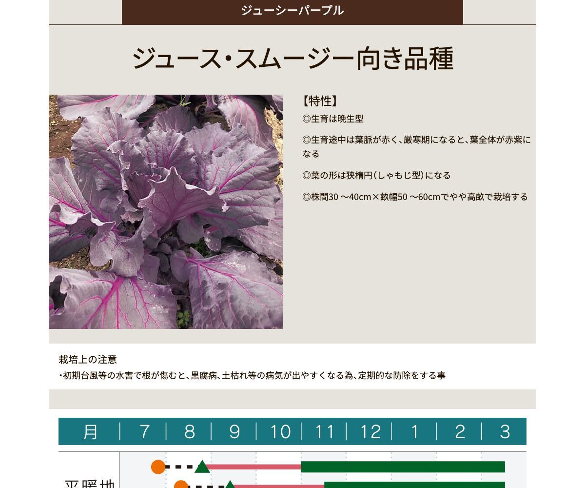 ジューシーパープル