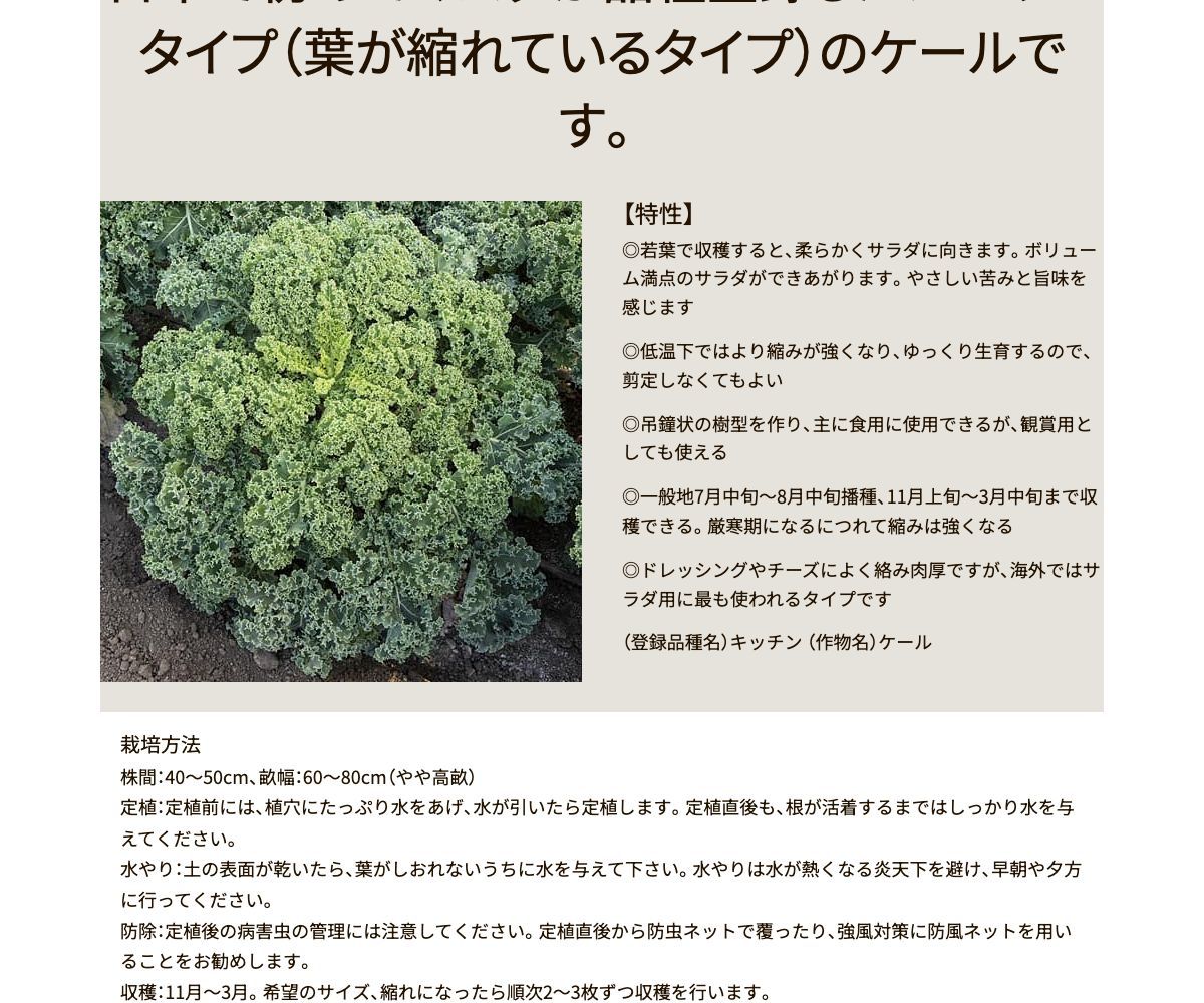 ライトキッチン