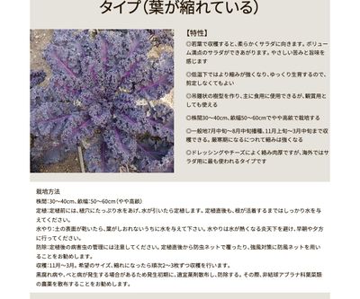 レッドキッチンの画像