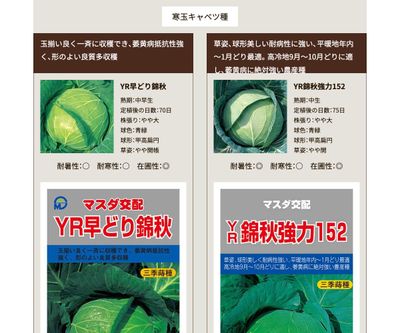 YR冬親方の画像