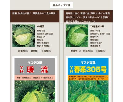 YR春系305号の画像