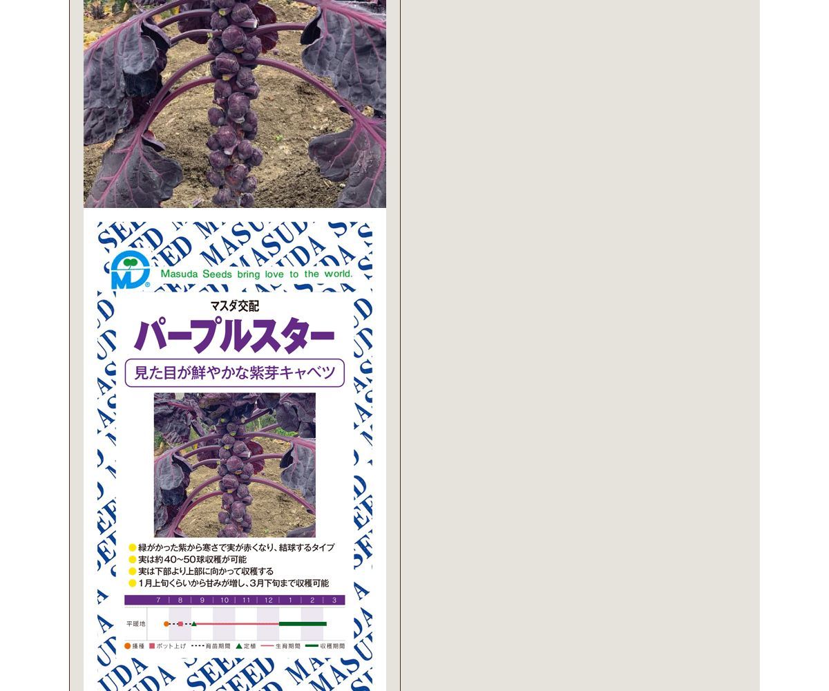 パープルスター