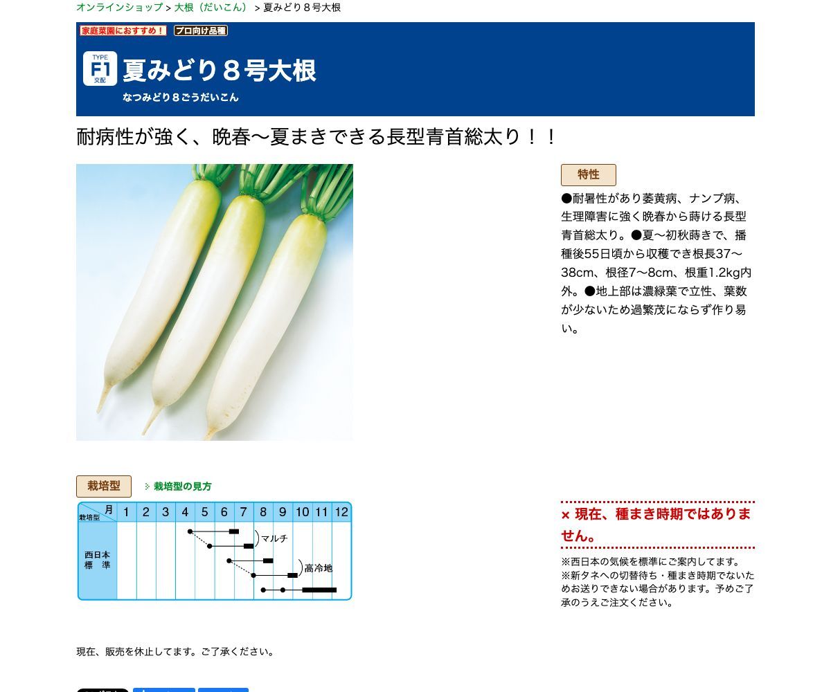 夏みどり８号大根