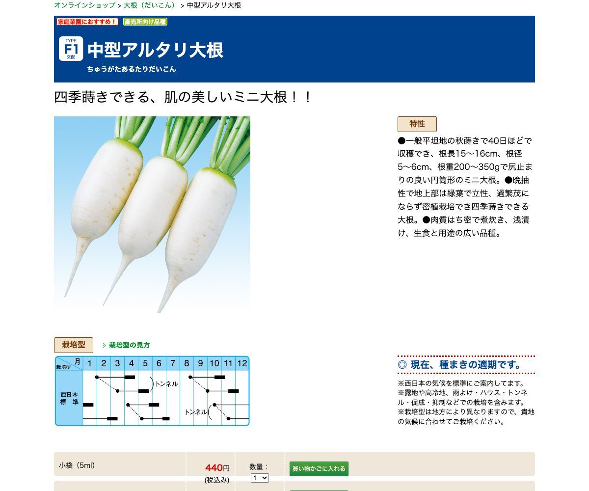 中型アルタリ大根