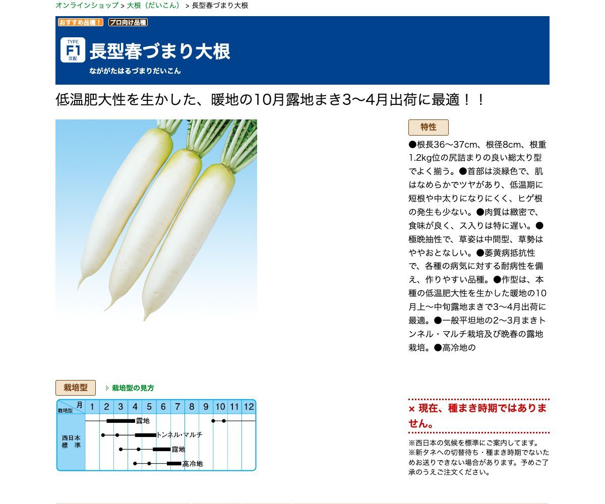 長型春づまり大根