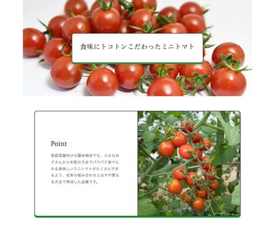 ミニトマトまゆか