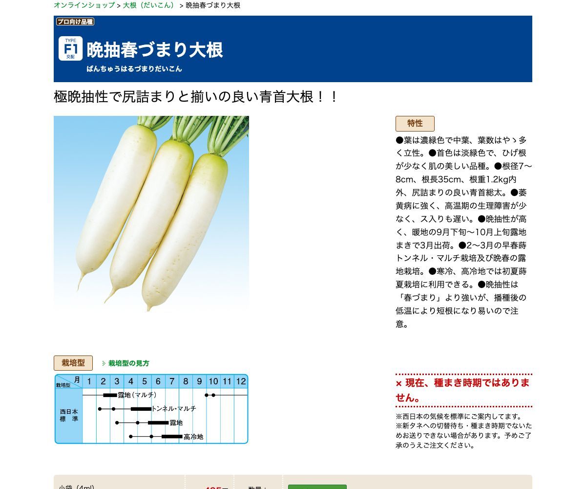 晩抽春づまり大根