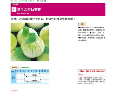 早生こがね玉葱の画像