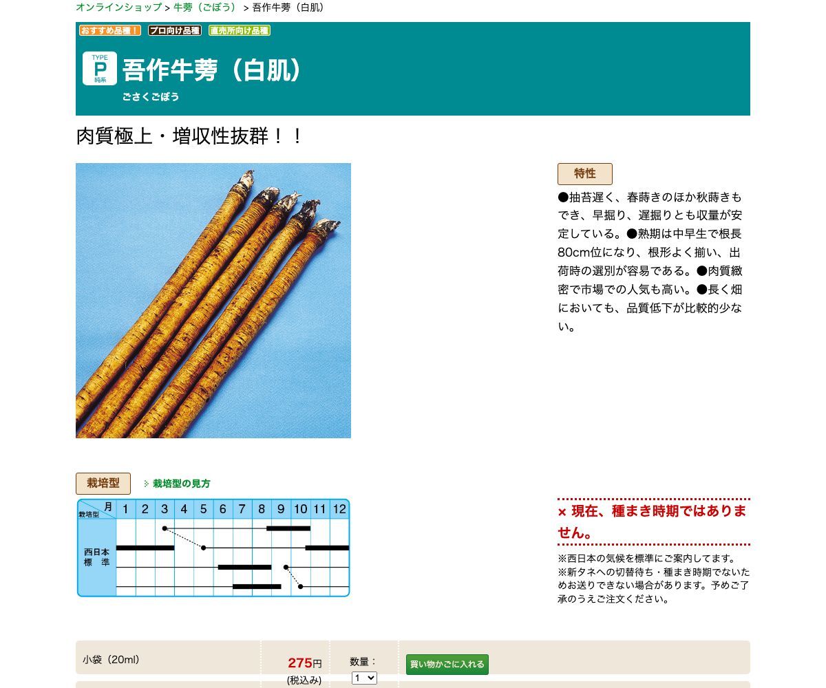 吾作牛蒡（白肌）