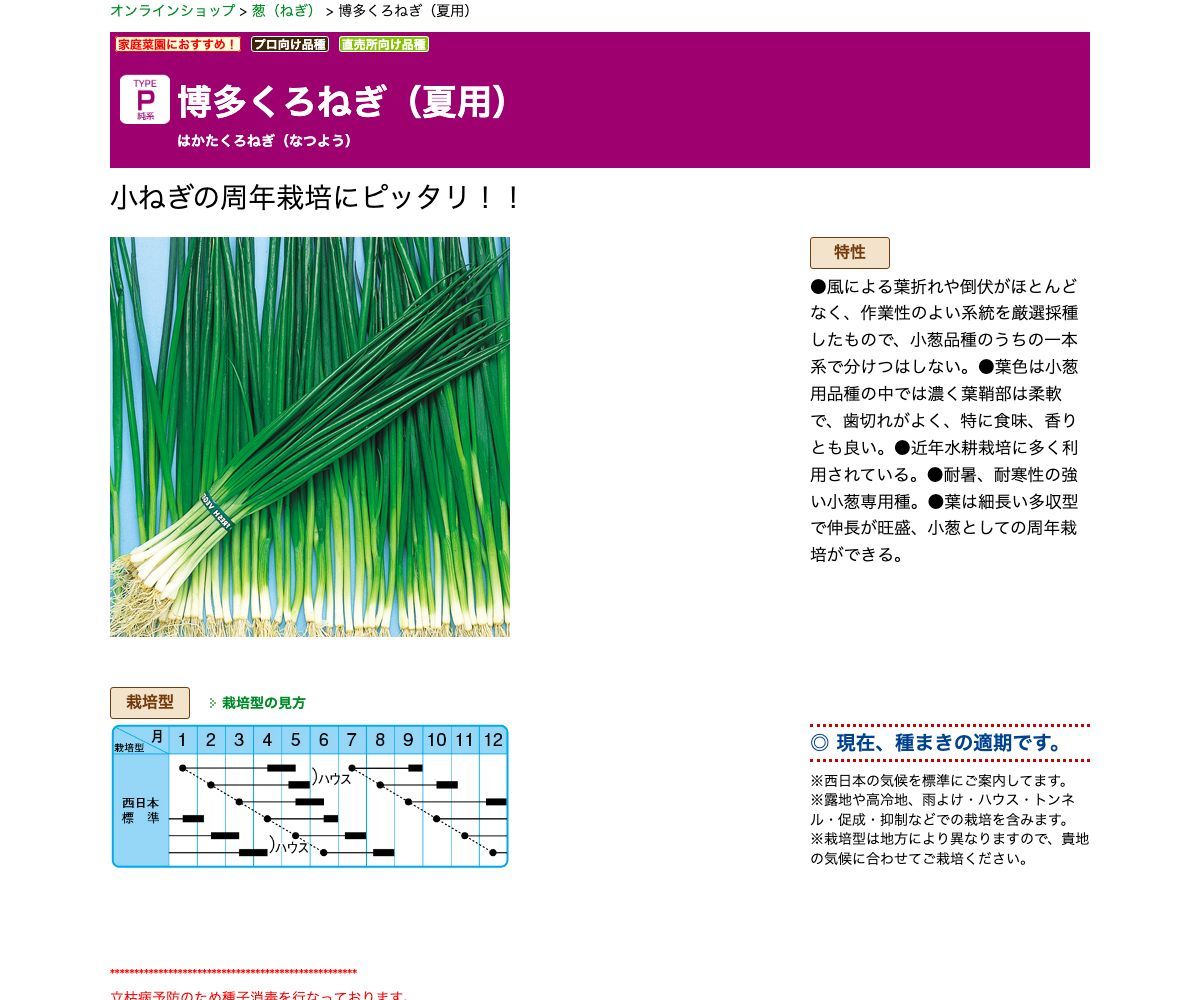 博多くろねぎ（夏用）