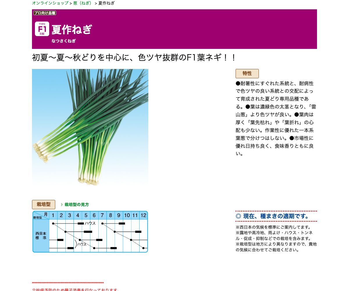 夏作ねぎ