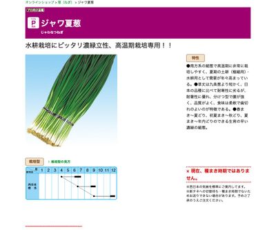 ジャワ夏葱の画像