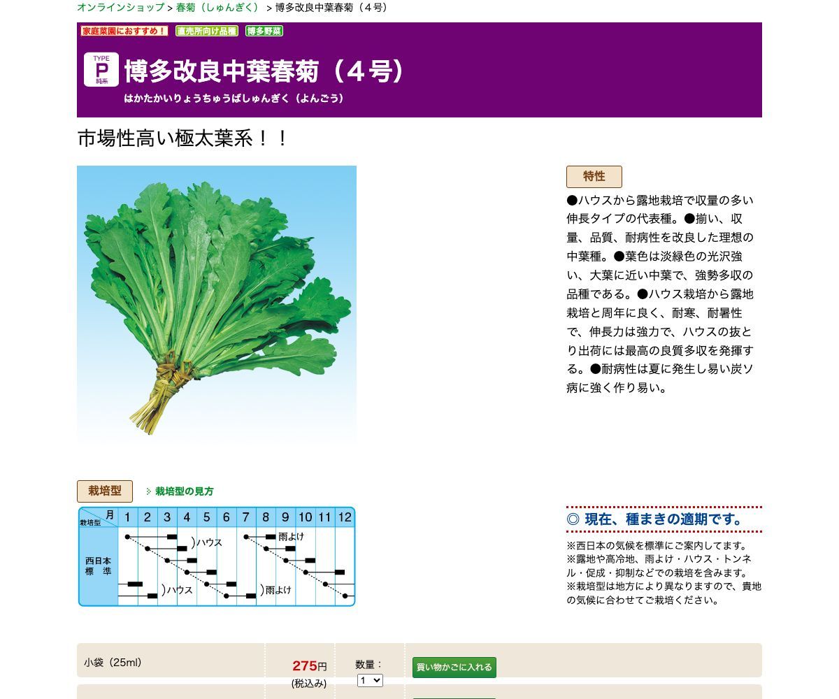 博多改良中葉春菊（４号）